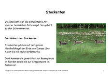Bilderbuch-Stockente-1-18.pdf